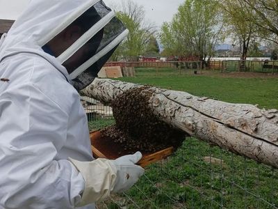 FREE BEE SWARM REMOVAL
