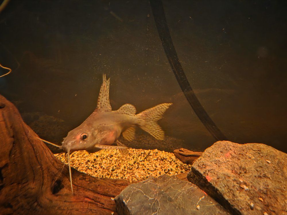 8" lace fin catfish.