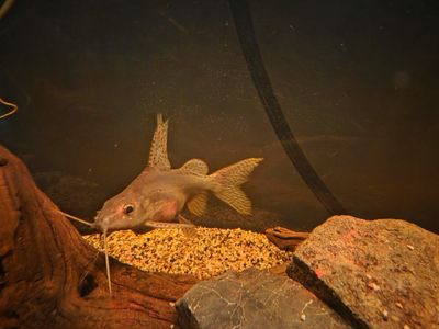 8" lace fin catfish.