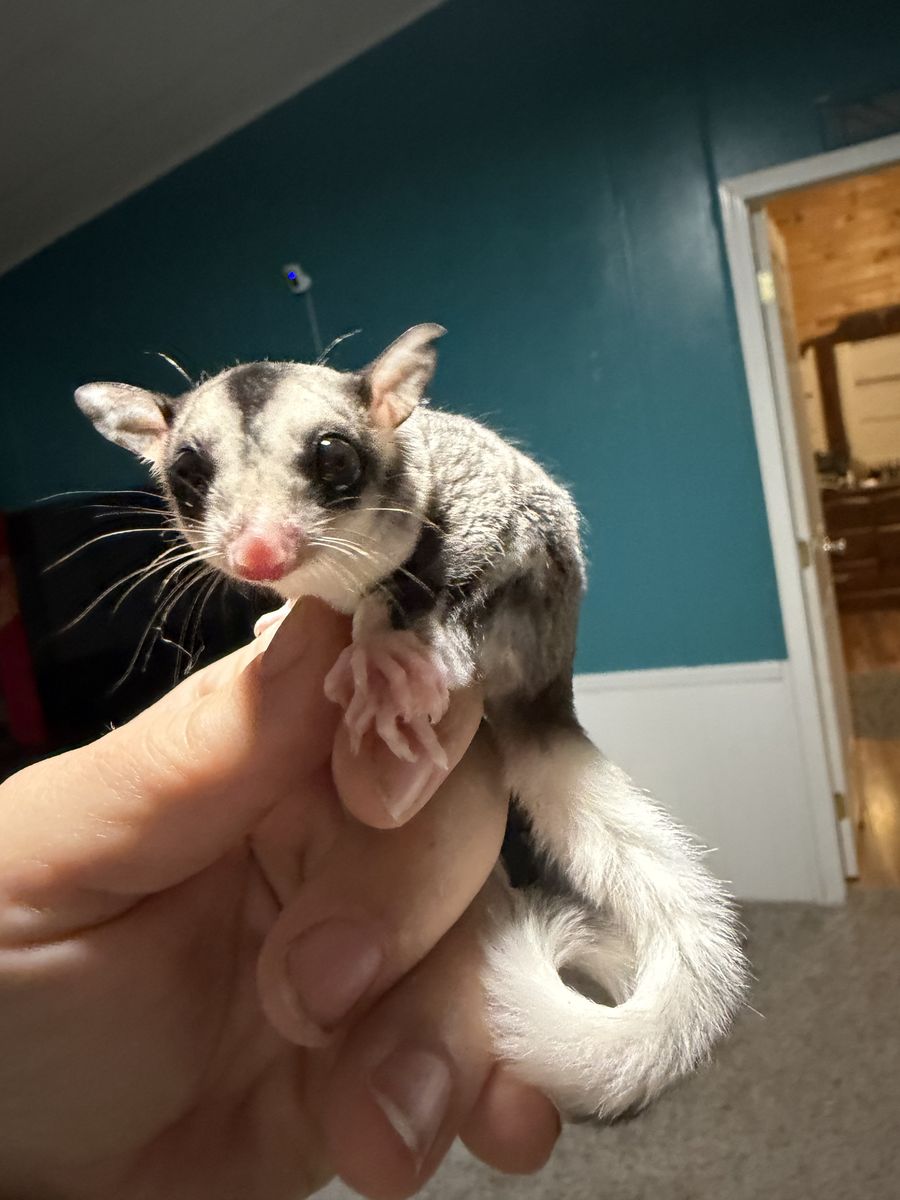 Sugar Glider Boy Joey Hand Tame