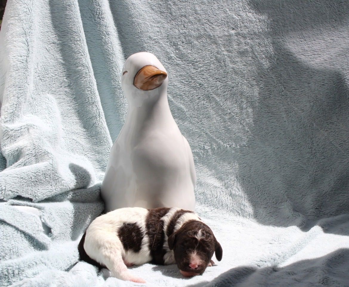 AKC Purebred Standard Parti Poodle Puppies