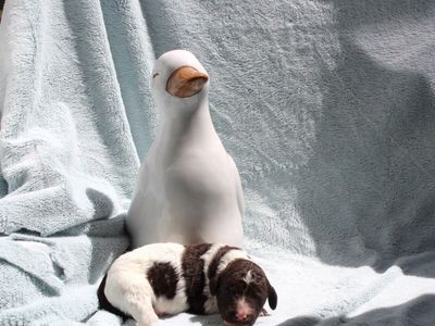 AKC Purebred Standard Parti Poodle Puppies