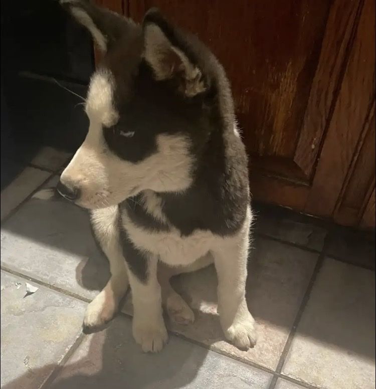 Female Siberian Husky Puppy - Black and White with Blue Eyes