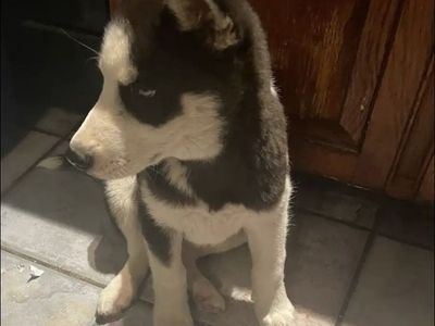 Female Siberian Husky Puppy - Black and White with Blue Eyes