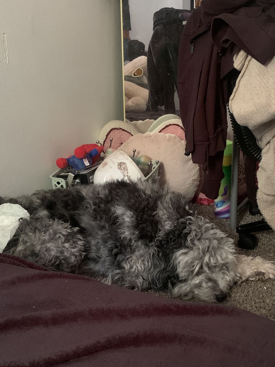 Dog in need of a good home