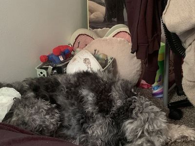 Dog in need of a good home