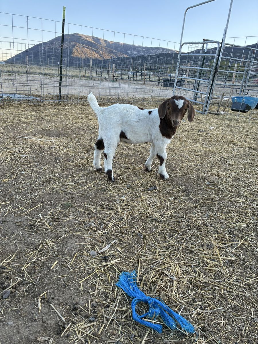 Boer Goats 8wk