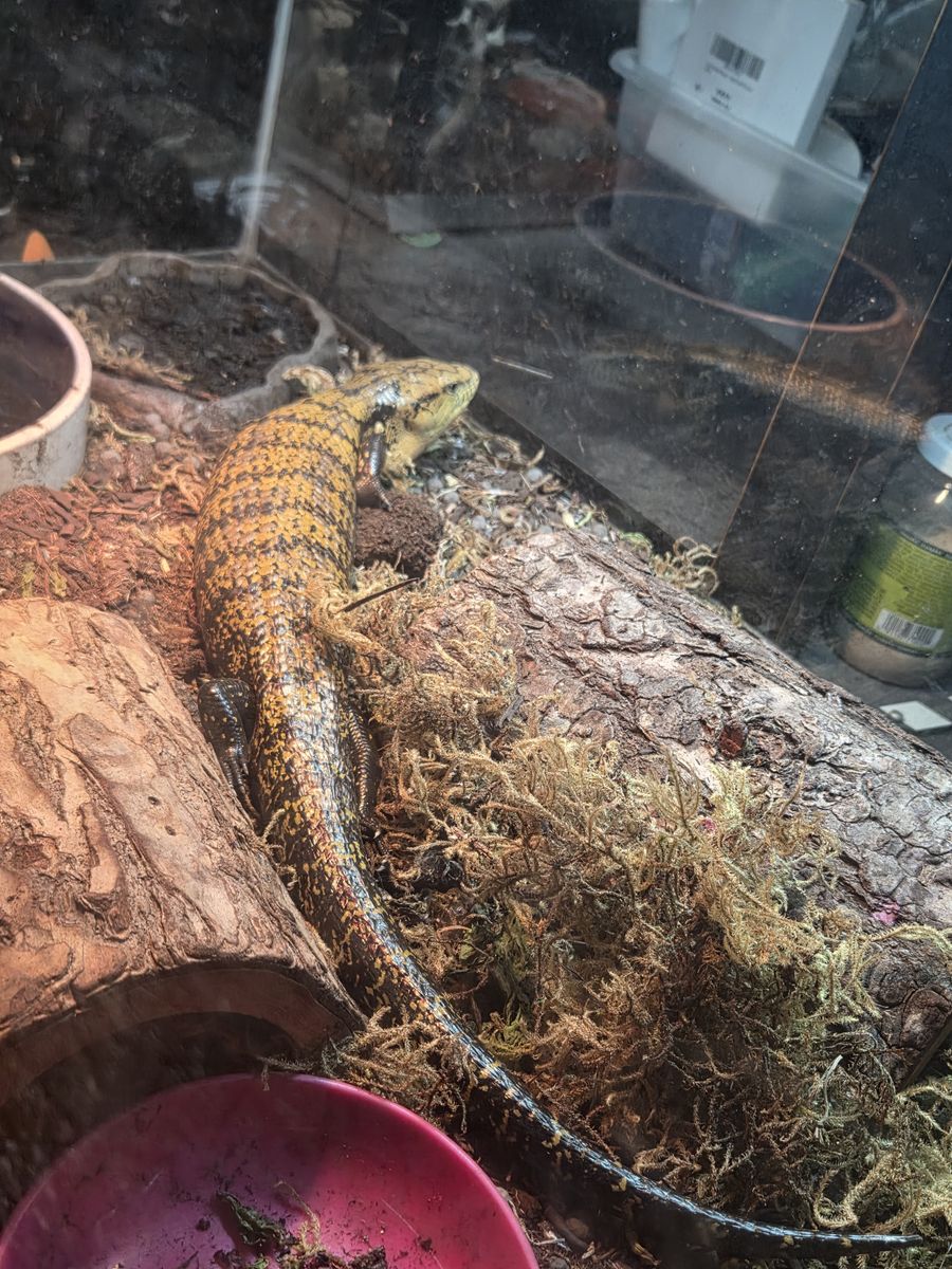 Female Blue Tongue Skink