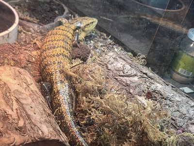 Female Blue Tongue Skink