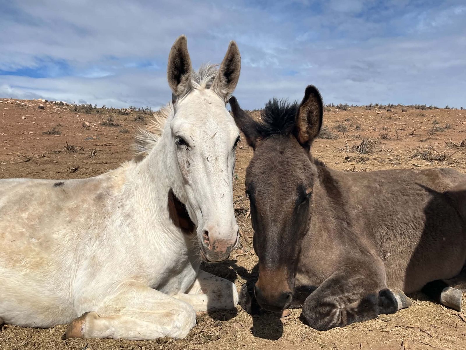 3 Year Old John Mule