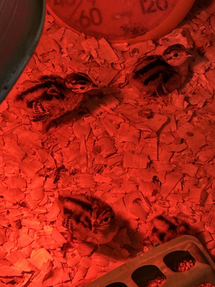 Pheasant chicks for sale