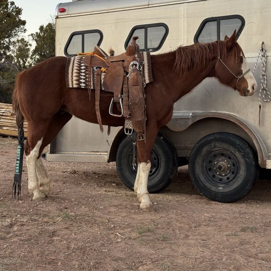2020 APHA Gelding-