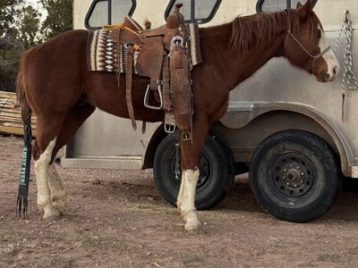 2020 APHA Gelding-