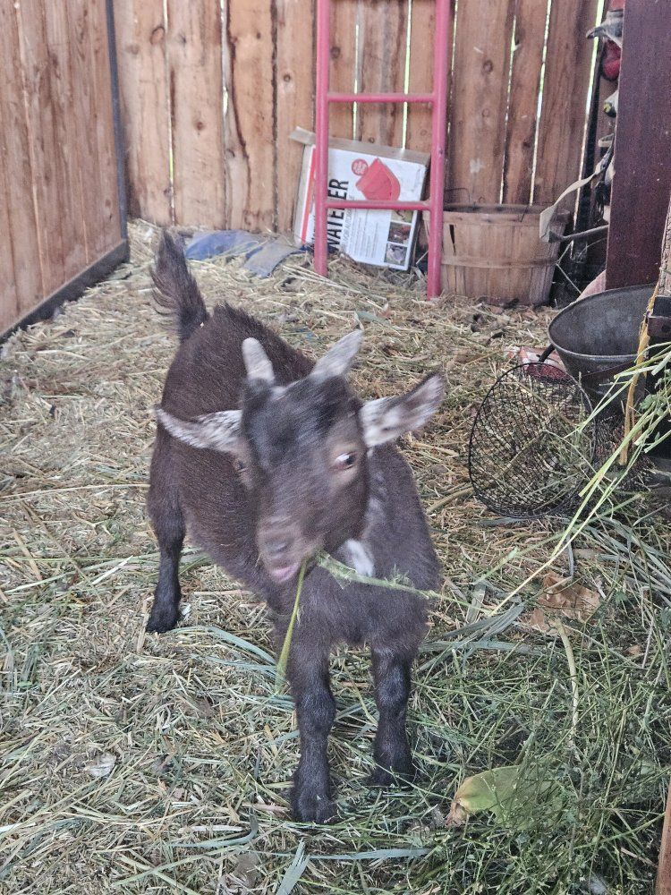 Nigerian dwarf 3 month old wethers
