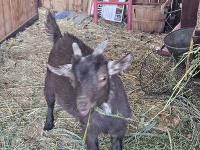 Nigerian dwarf 3 month old wethers