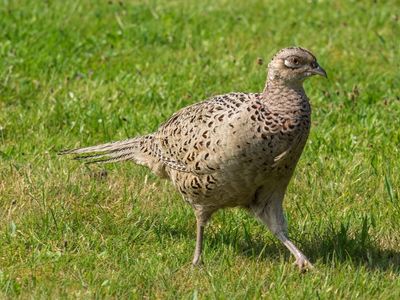 Ring-Necked Pheasant Hen