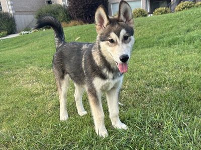 Meet Ridge & Timber — Hypoallergenic Golden Indian Dog Puppies