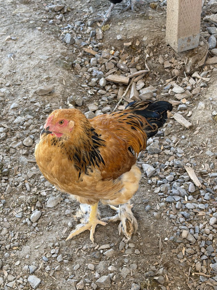 Sammon favorella rooster 