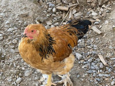 Sammon favorella rooster