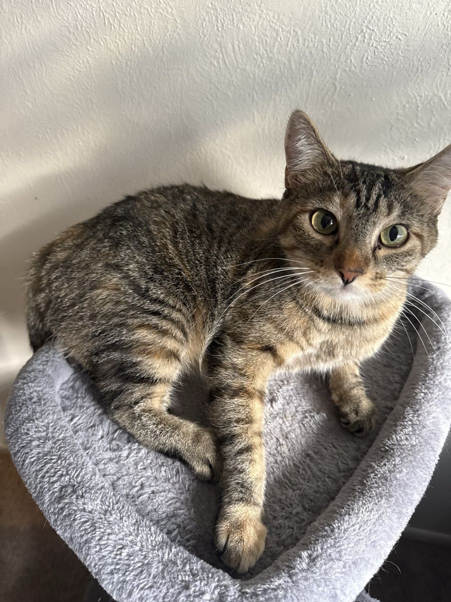  Tabby Cat