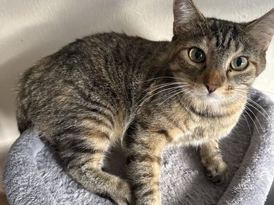 Tabby Cat