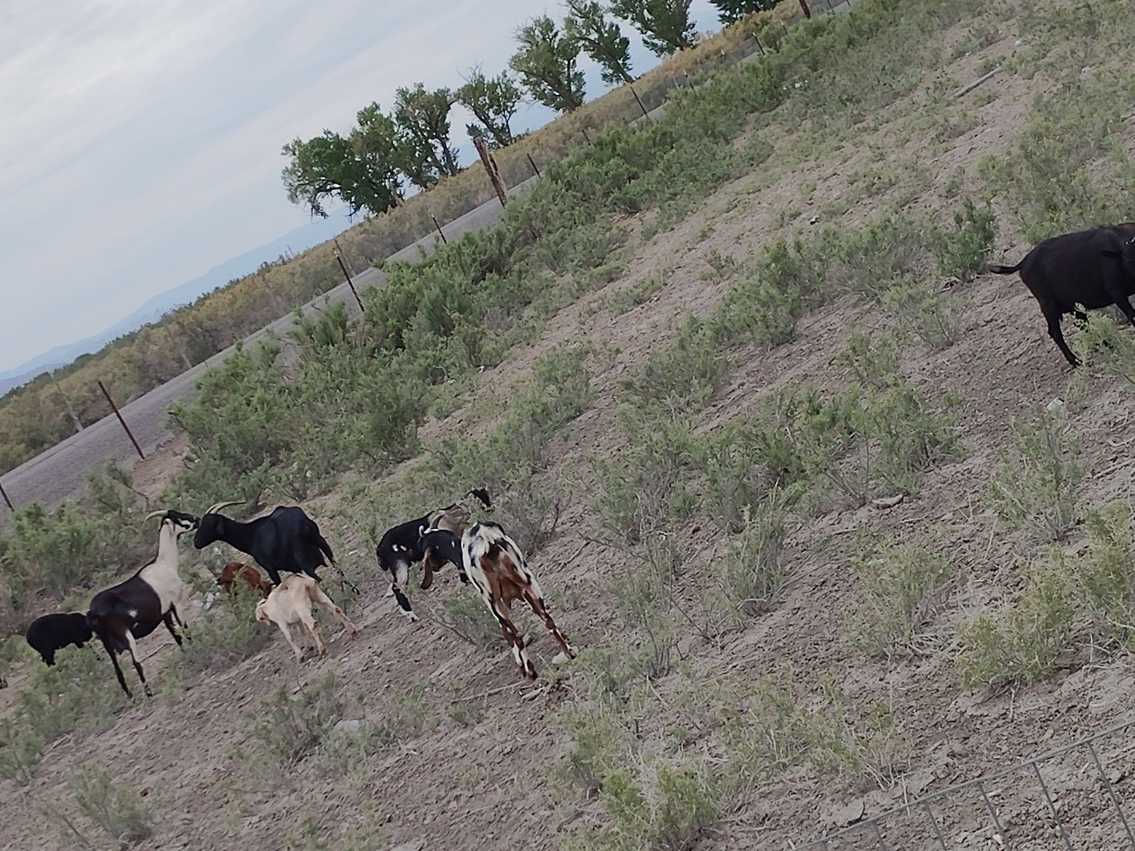Goat herd