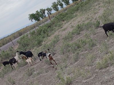 Goat herd