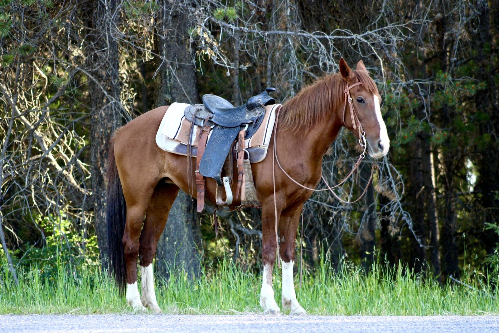 Gentle Horse