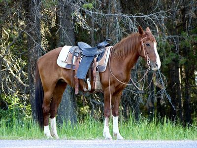 Gentle Horse