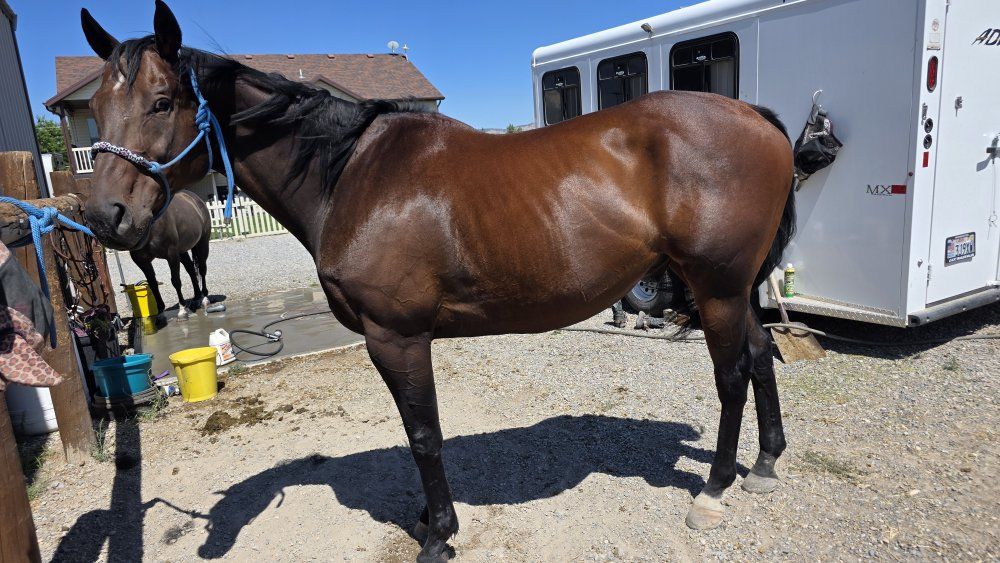 9 yr old 16HH gelding