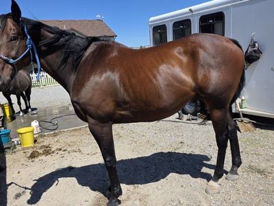 9 yr old 16HH gelding