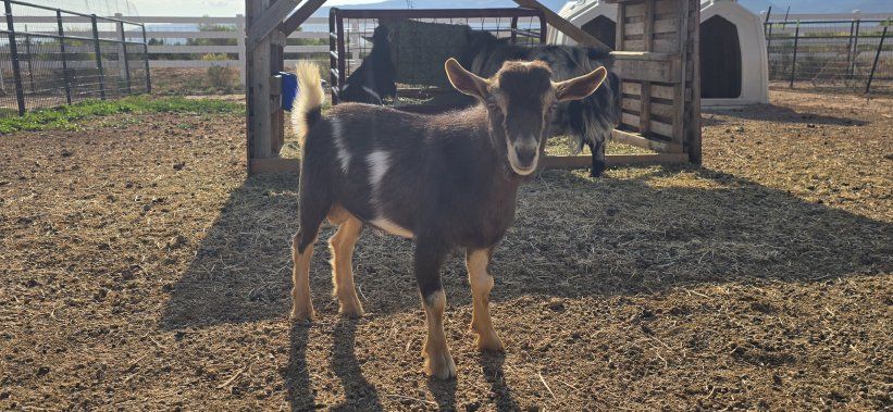 ADGA Nigerian dwarf buckling 