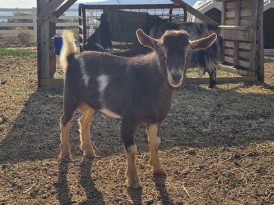 ADGA Nigerian dwarf buckling