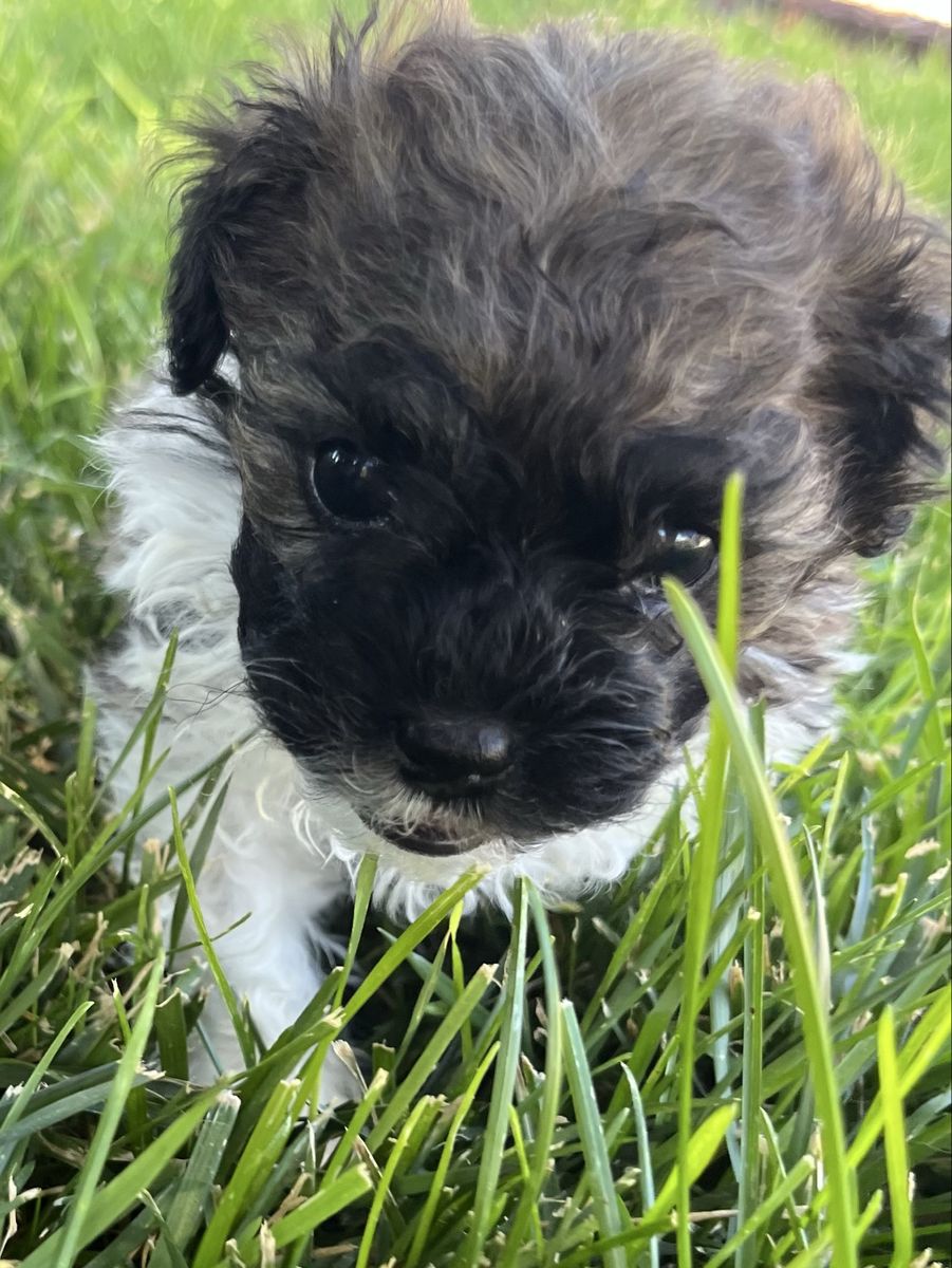 Shihpoo puppy for sale