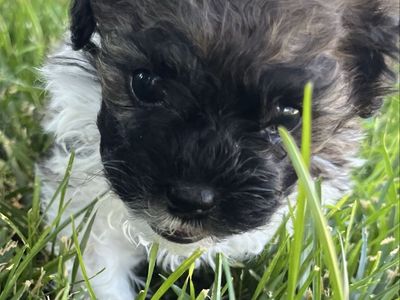 Shihpoo puppy for sale