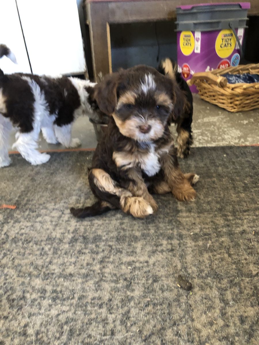 Shih tzu/poodle/Yorkie puppy