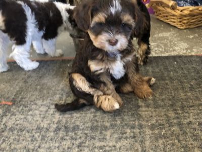 Shih tzu/poodle/Yorkie puppy