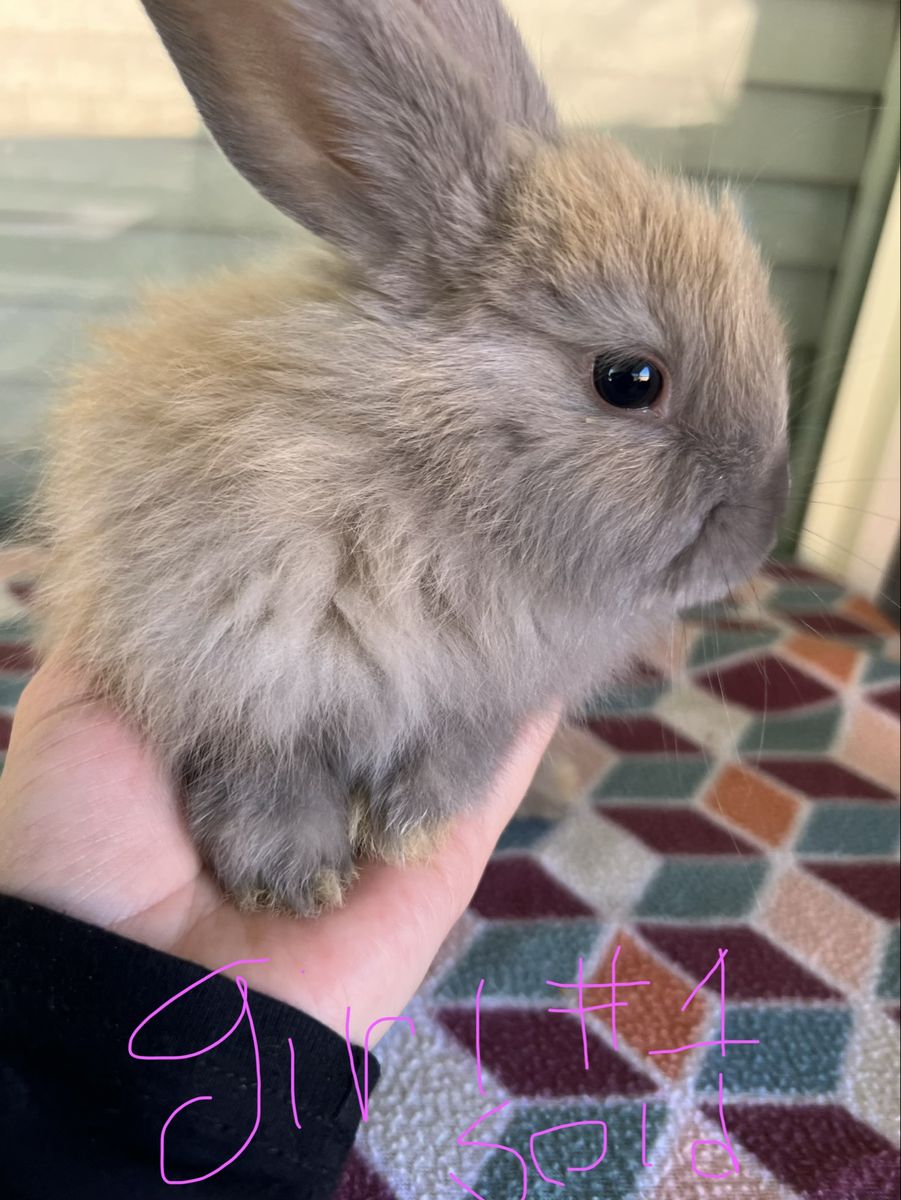 Soft Baby Bunnies- Ready now!