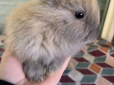 Soft Baby Bunnies- Ready now!
