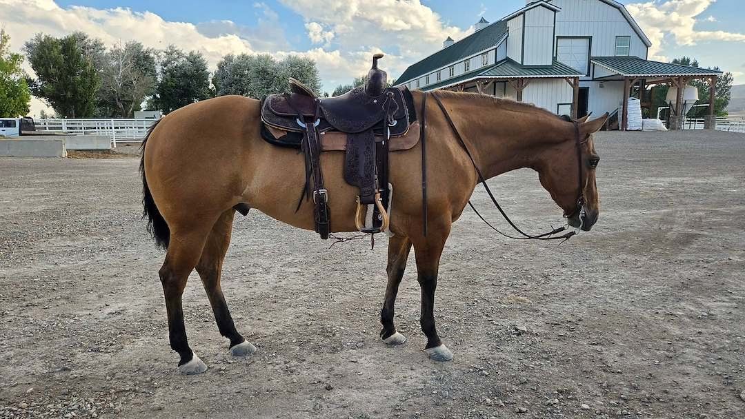 2020 AQHA Gelding