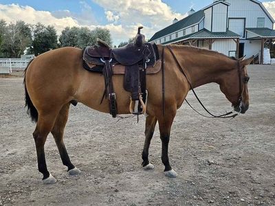 2020 AQHA Gelding