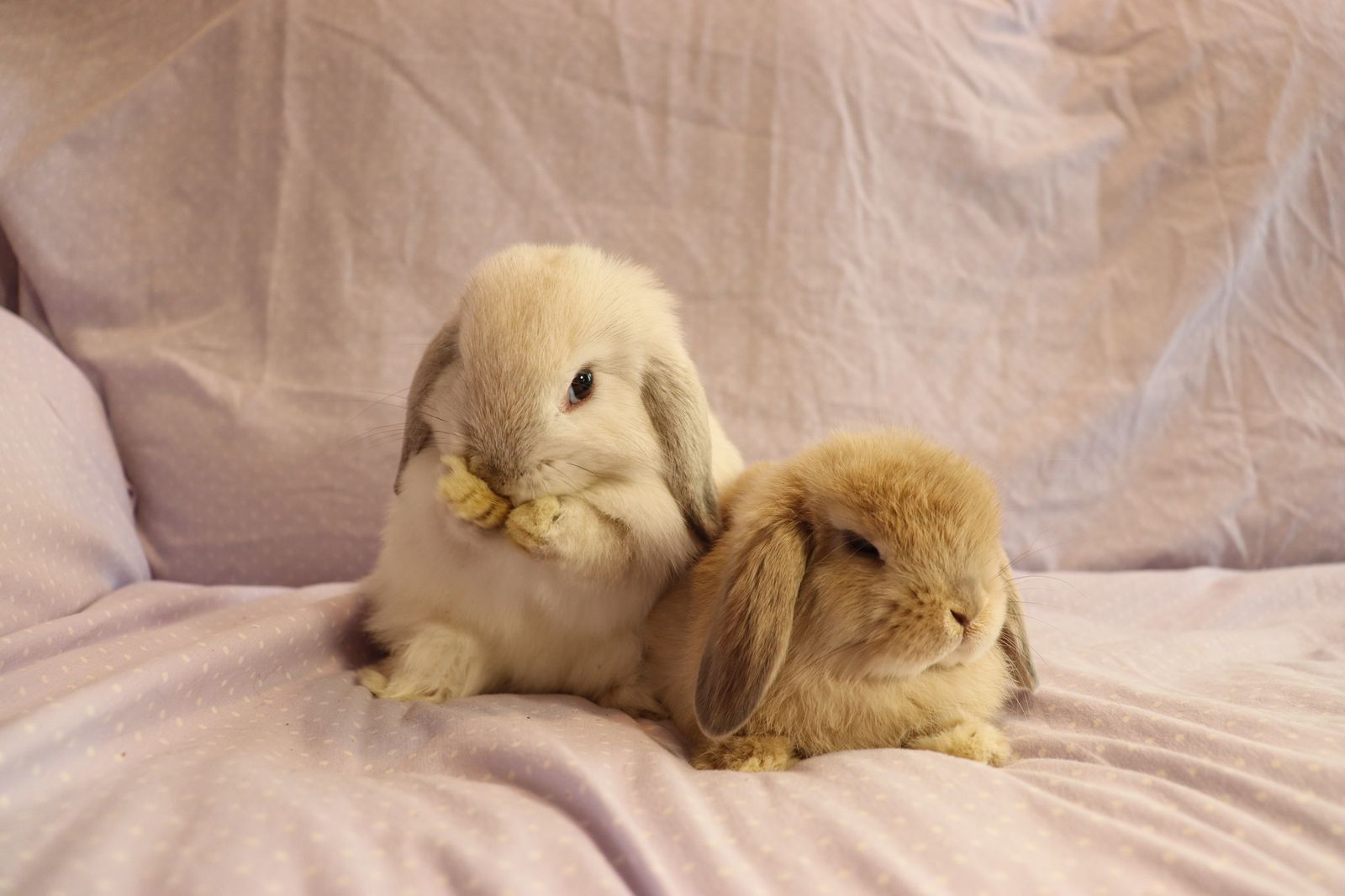Two Female 8 week old Holland Lops for Sale