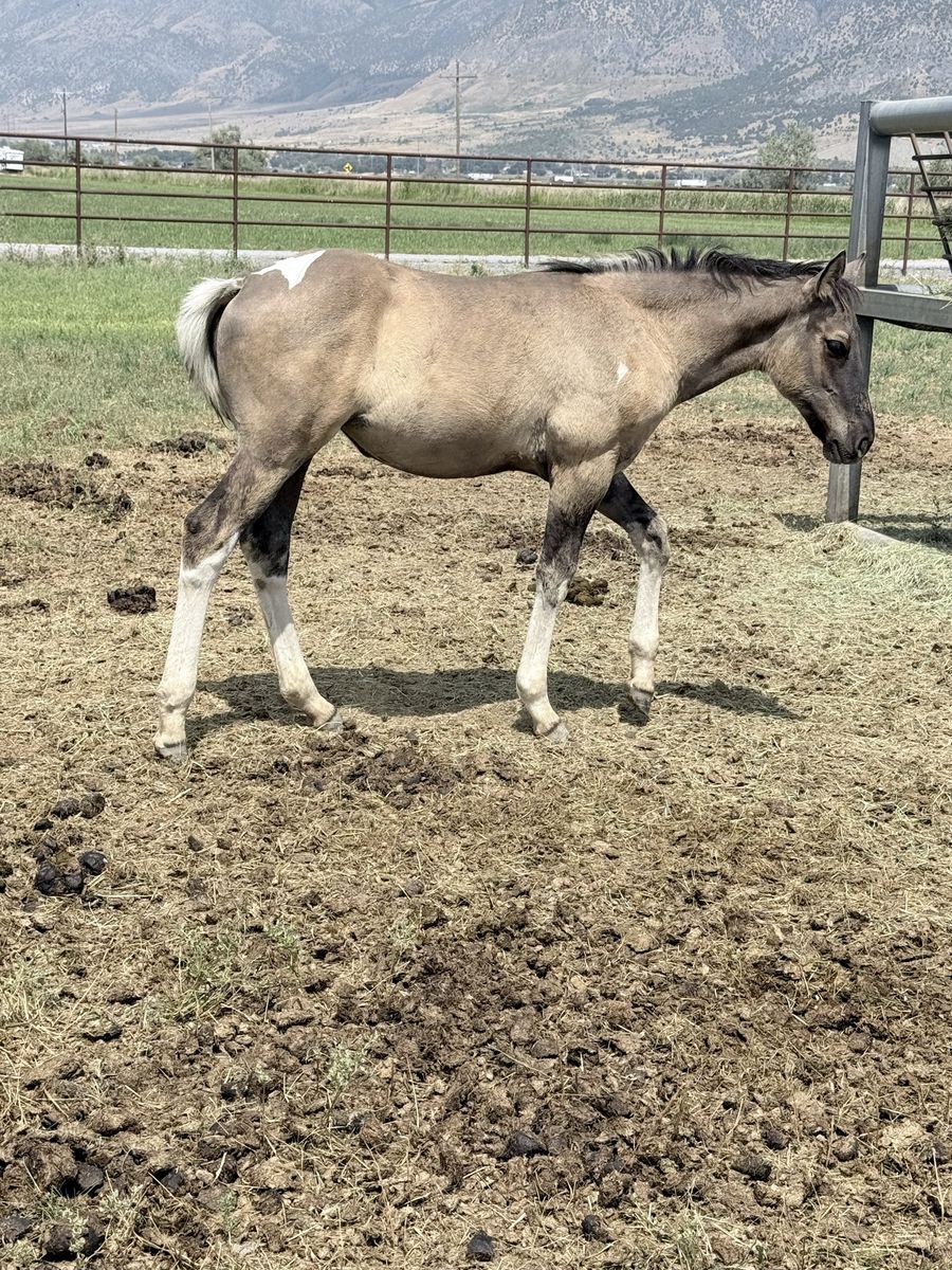 2026 Grullo half draft filly