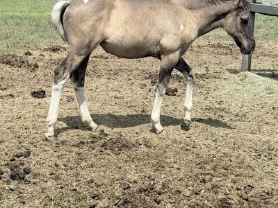 2026 Grullo half draft filly
