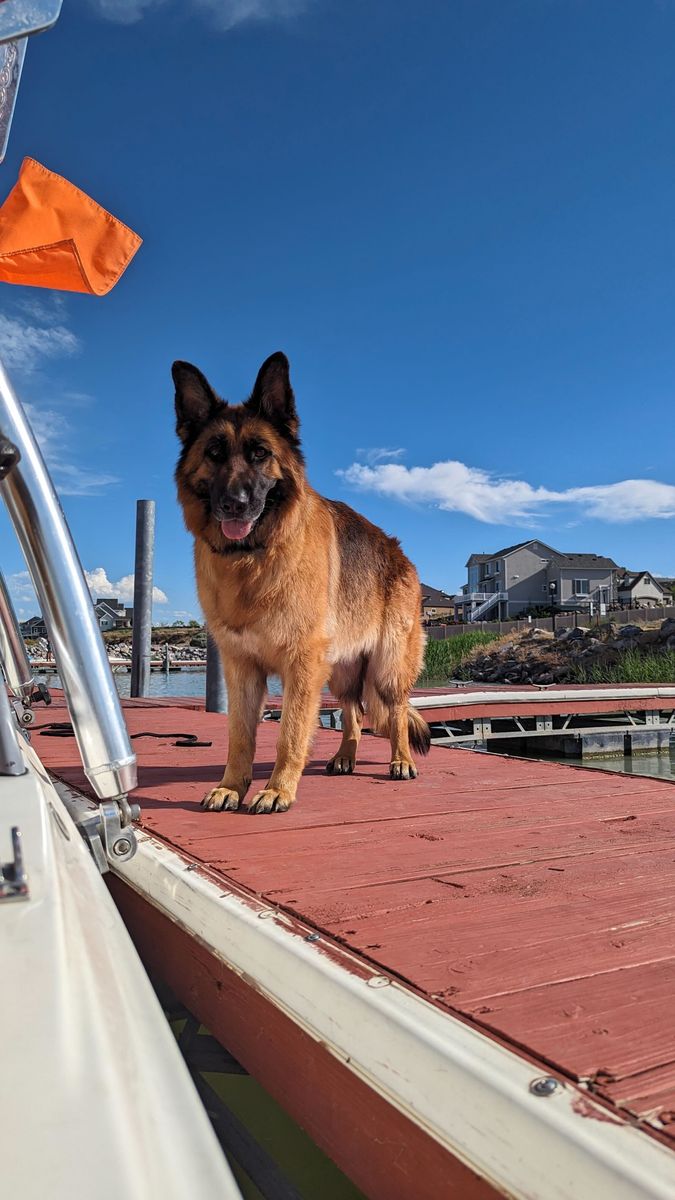 Loving Home Needed for Purebred German Shepherd (5 Years Old)