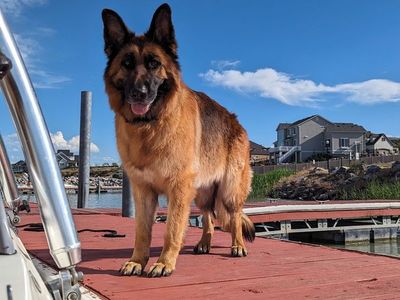Loving Home Needed for Purebred German Shepherd (5 Years Old)