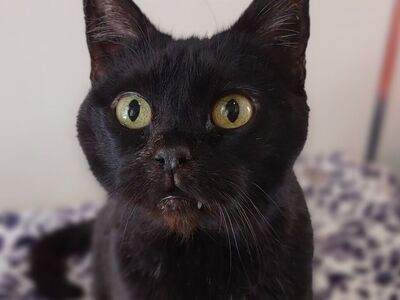 Hello my name is Sprite