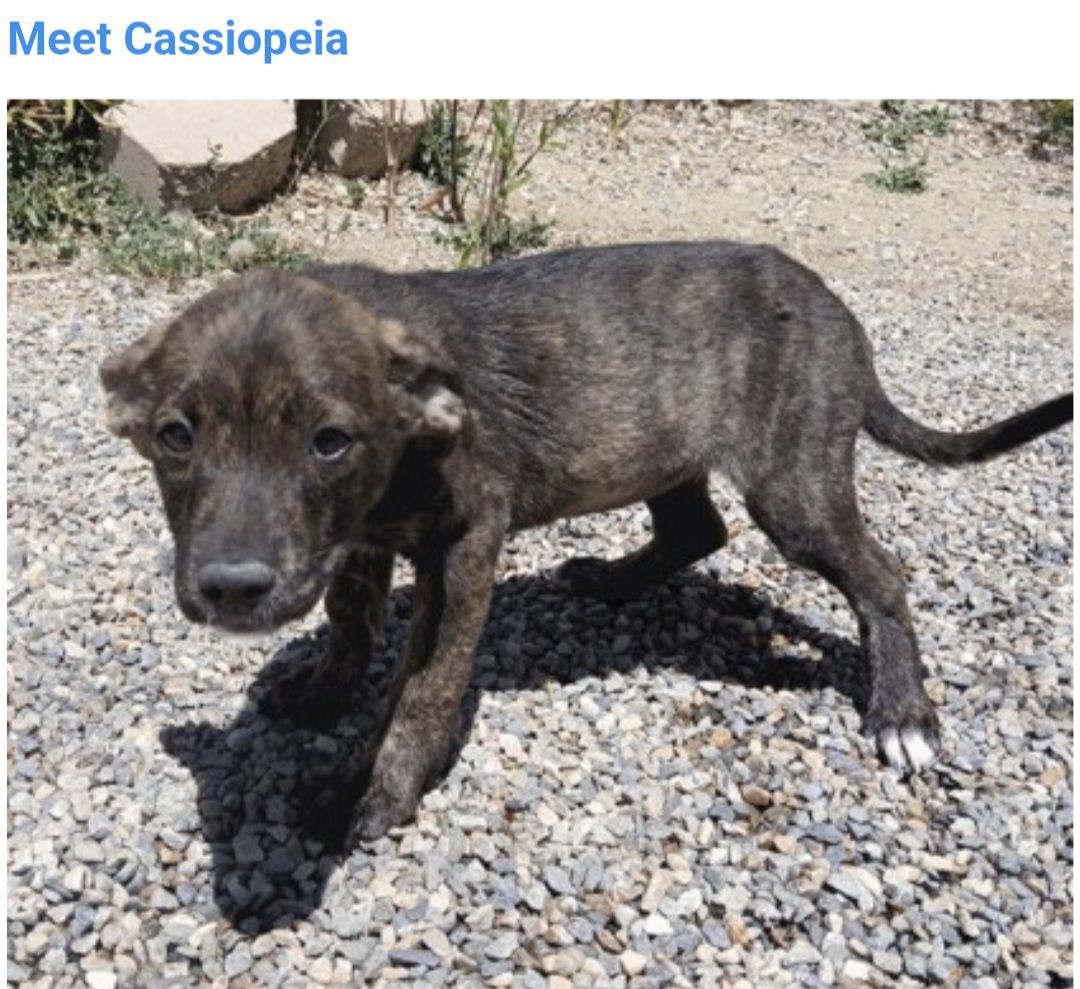 Cassiopeia, 3 month hound,  pointer mix puppy