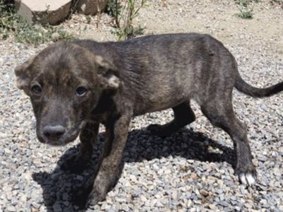 Cassiopeia, 3 month hound, pointer mix puppy