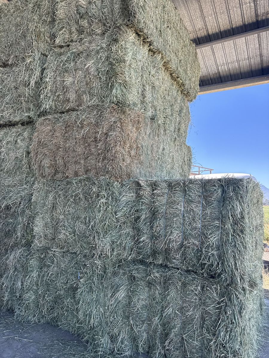 3x4 grass hay 1400 bales